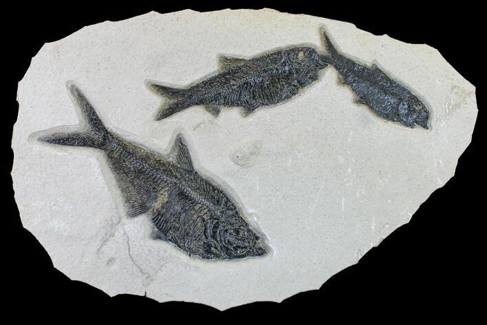 Fossil Fish (Diplomystus) With Two Knightia - Wyoming #163520